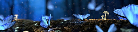 Blaue Schmetterlinge Blaue Schmetterlinge