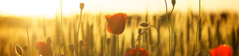 Mohnblumen Mohnblumen
